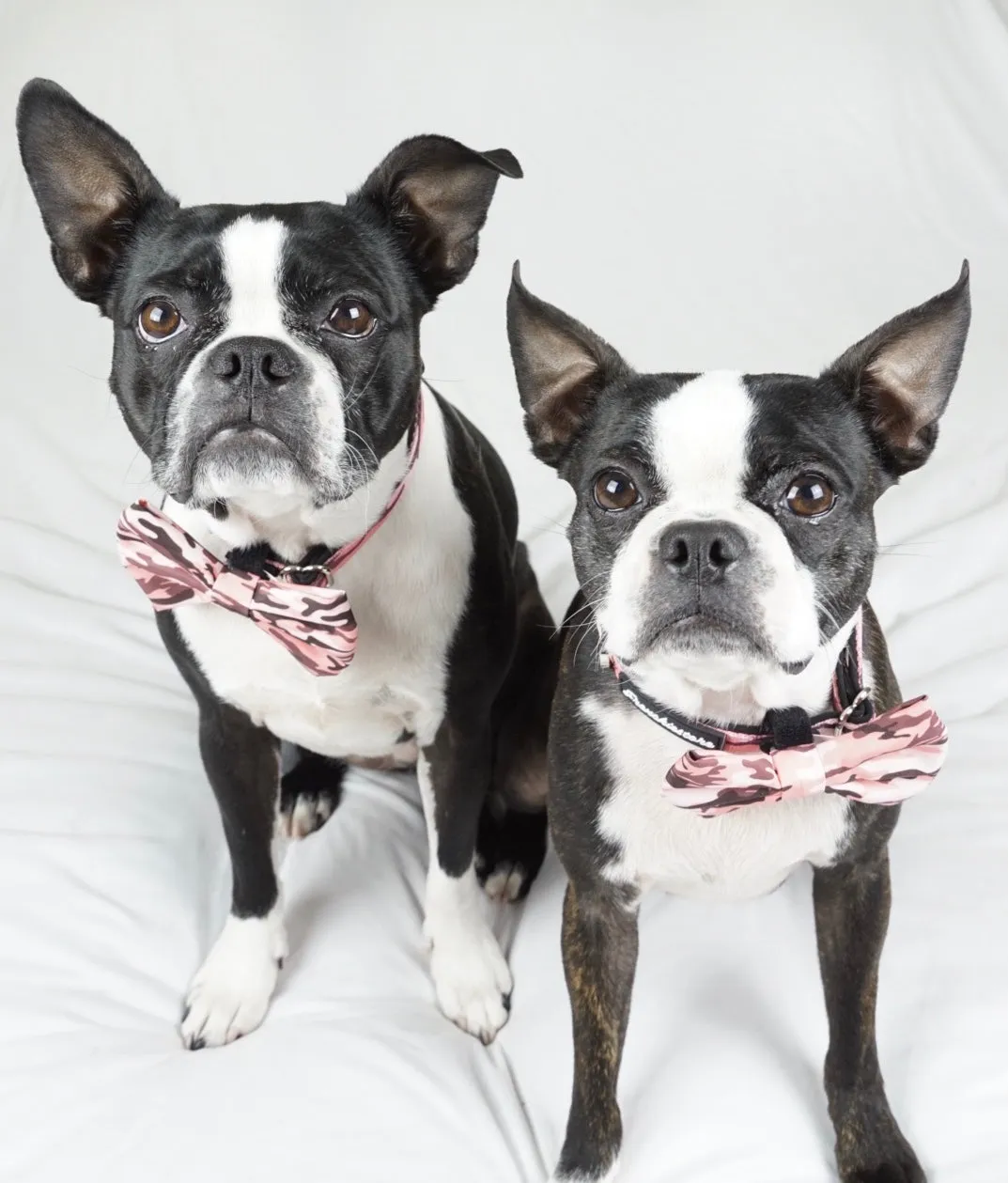 Frenchiestore dog Bowtie | Pink Ultimate Camo